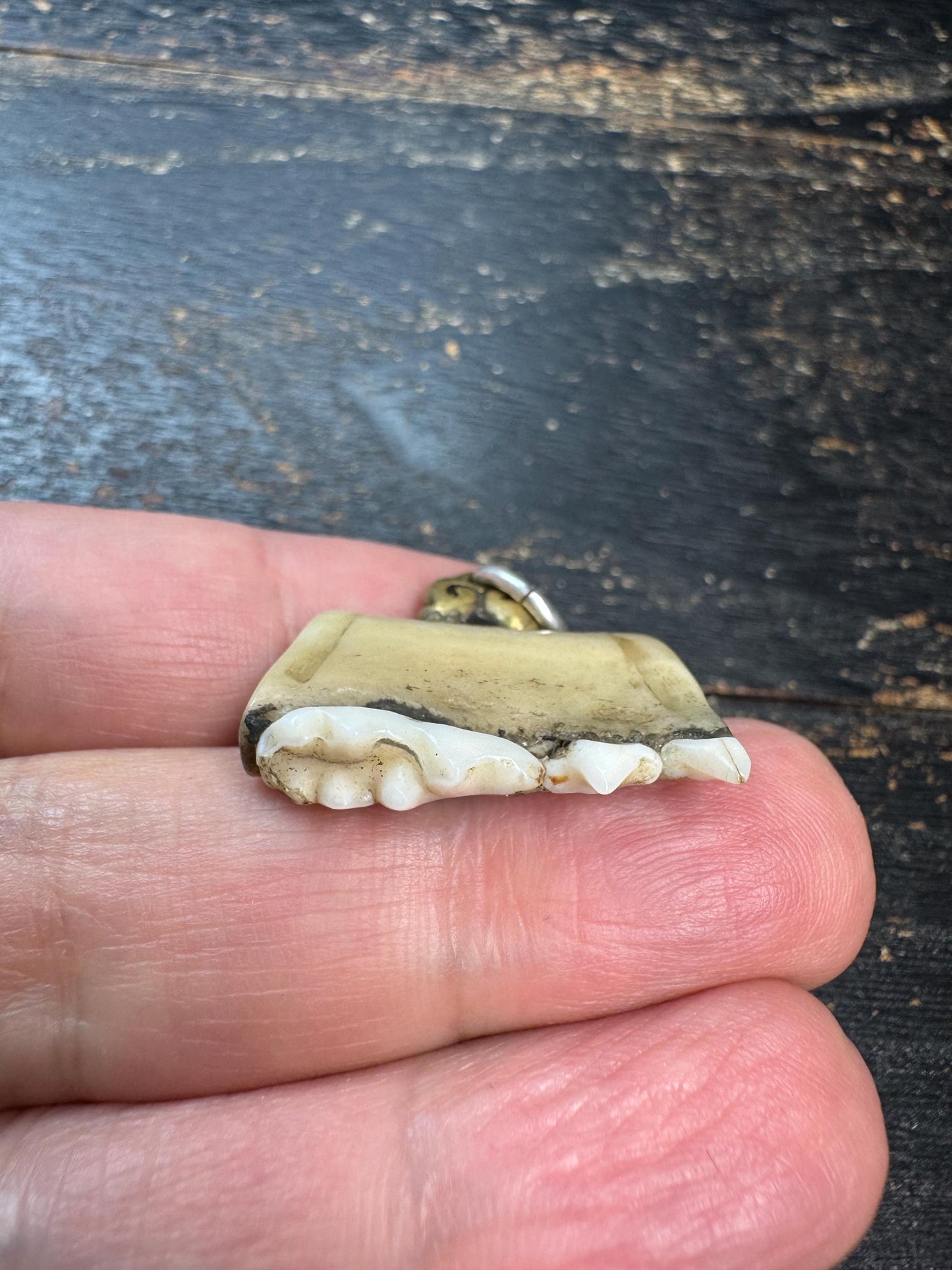 Vintage Himalayan Tooth Pendant, Brass Mounted Natural Tooth Amulet, Tribal Protection Charm, Nepal Folk Art Talisman, Ethnographic Jewelry