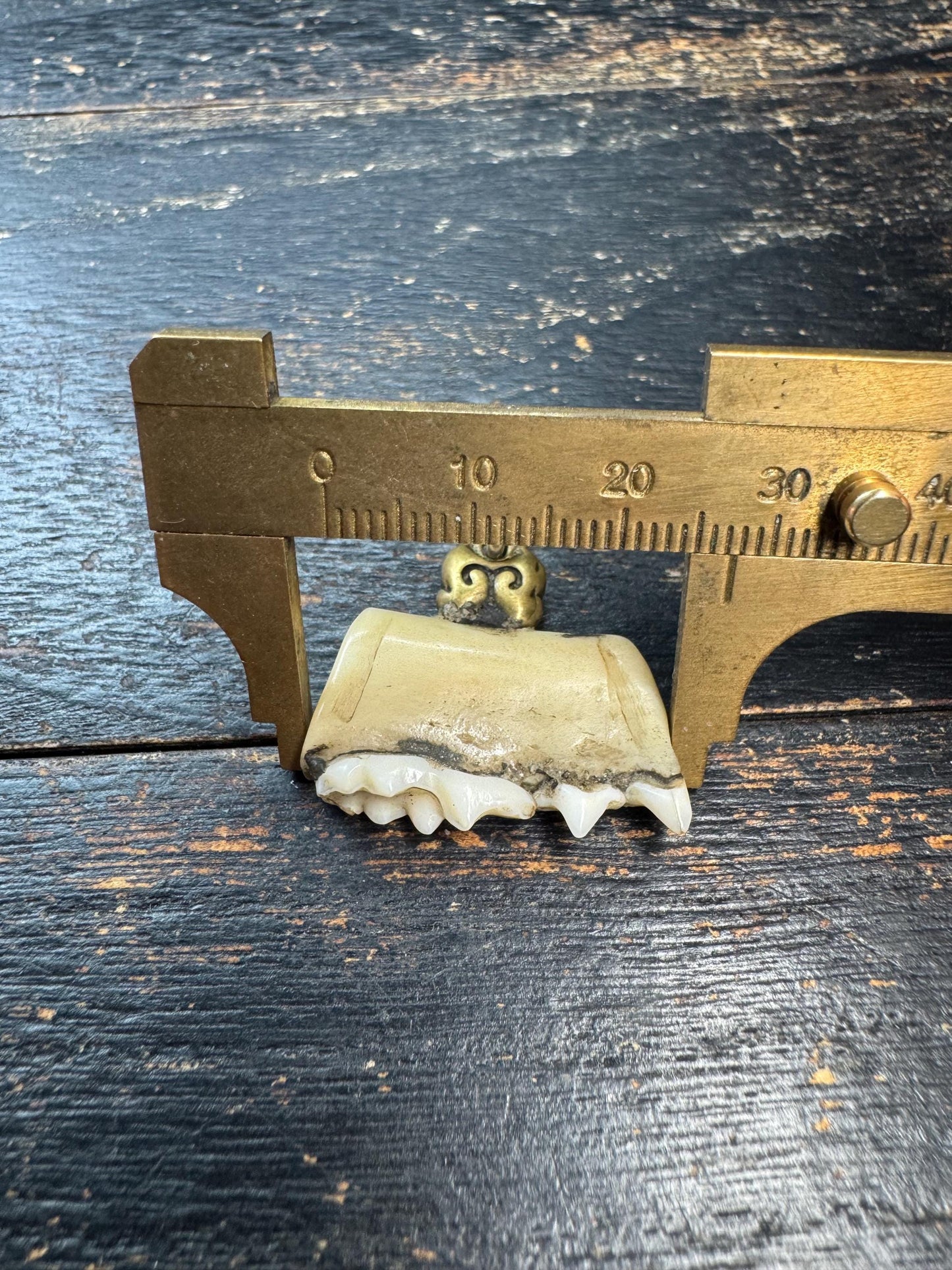 Vintage Himalayan Tooth Pendant, Brass Mounted Natural Tooth Amulet, Tribal Protection Charm, Nepal Folk Art Talisman, Ethnographic Jewelry