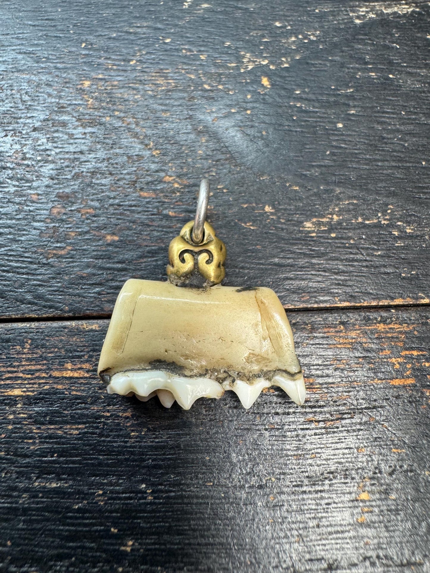 Vintage Himalayan Tooth Pendant, Brass Mounted Natural Tooth Amulet, Tribal Protection Charm, Nepal Folk Art Talisman, Ethnographic Jewelry